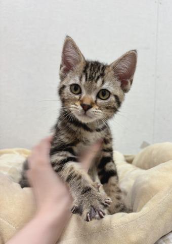 アメリカンショートヘアー