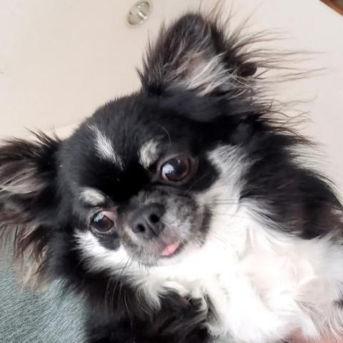 チワワ（ロングコート）