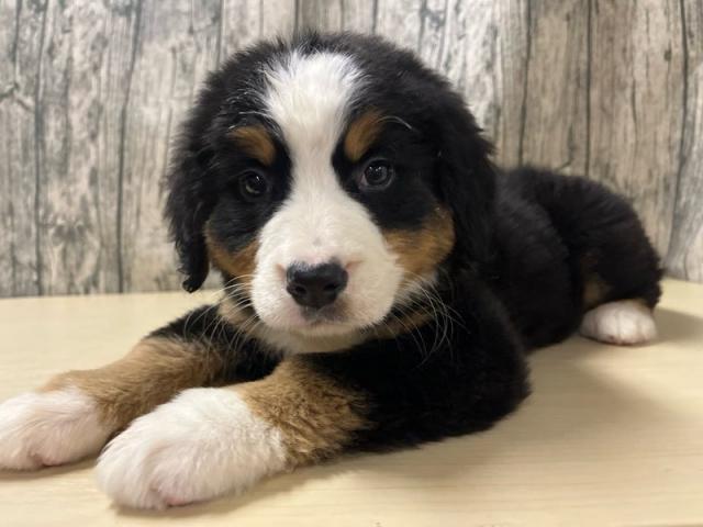 バーニーズマウンテンドッグ