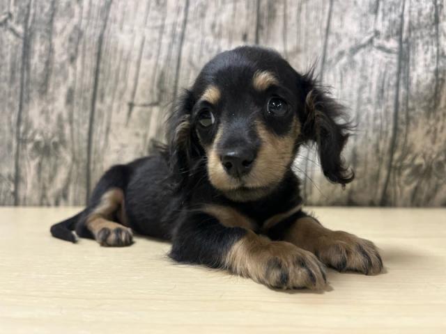 カニンヘンダックスフンド