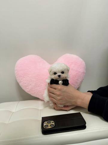 MIX🤍純白ミニビションプー🤍