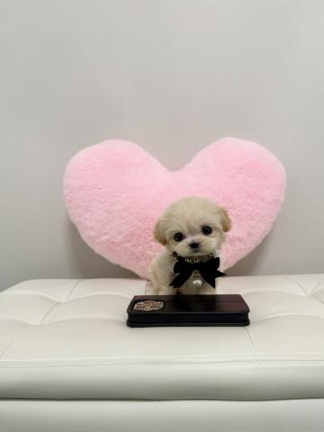 MIX🤍マイクロマルプー🍼🤍