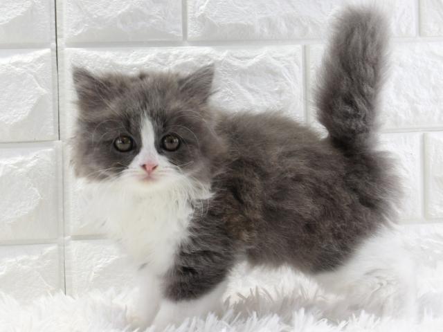 ブリティッシュロングヘア