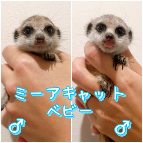 ミーアキャット