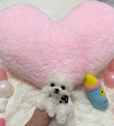 ビションフリーゼ🫧‪韓国ミニビション🫧