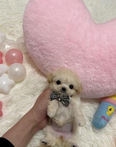 MIX🫧‪極小マルプー🫧