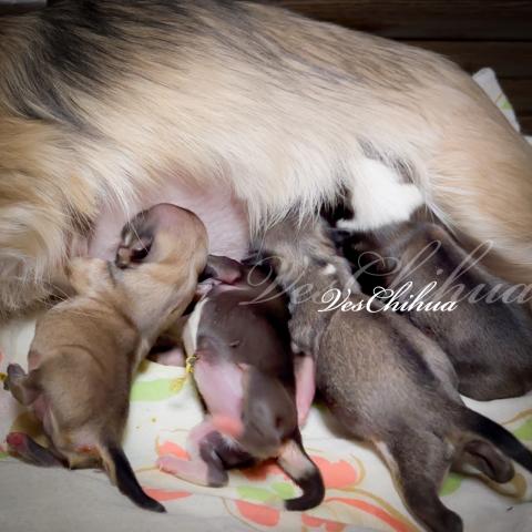 チワワ(ロングコート)