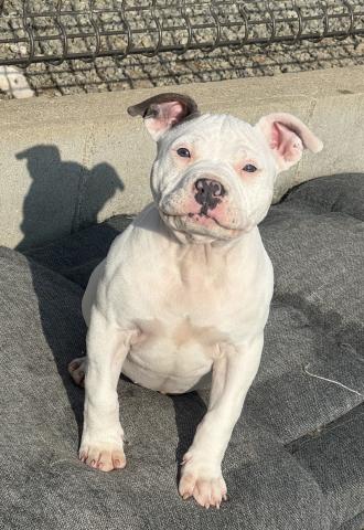 アメリカンピットブルテリア