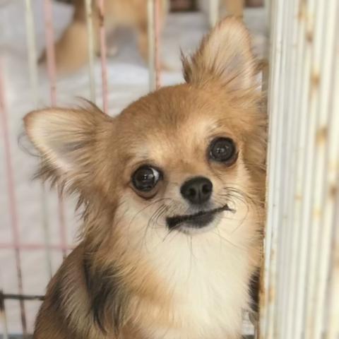 チワワ(ロングコート)