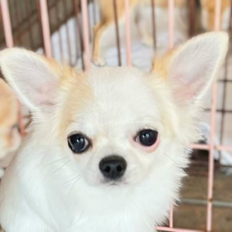 チワワ(ロングコート)