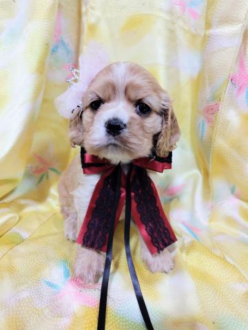 アメリカンコッカースパニエル