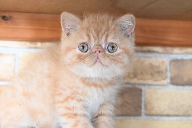 エキゾチックショートヘアー