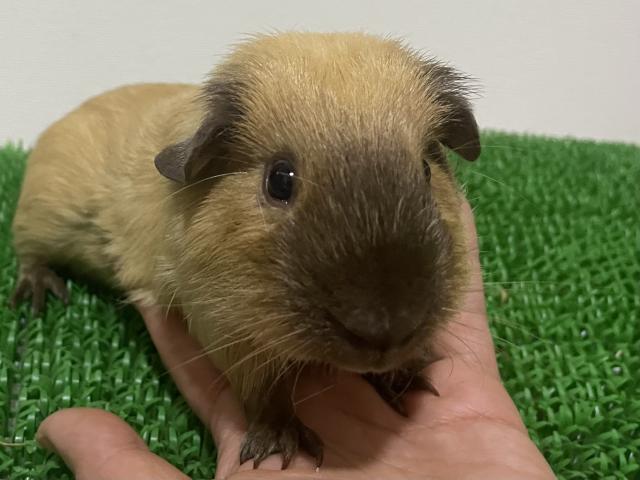 ロシアンスモークモルモット