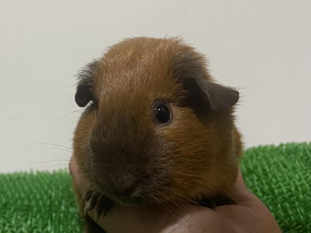 ロシアンスモークモルモット