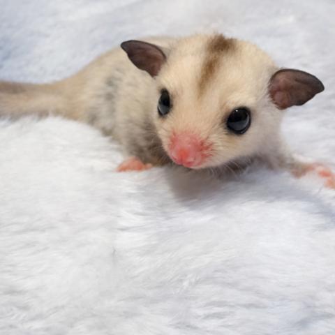 (プラチナホワイトフェイス)