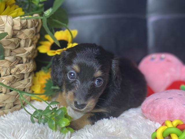 ミニチュアダックスフンドロング