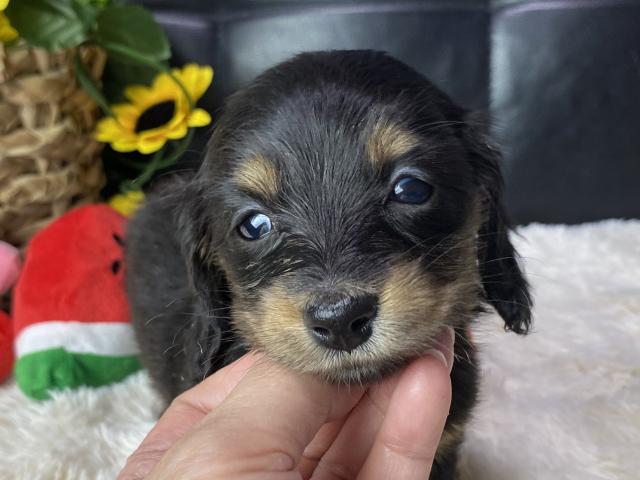 ミニチュアダックスフンドロング