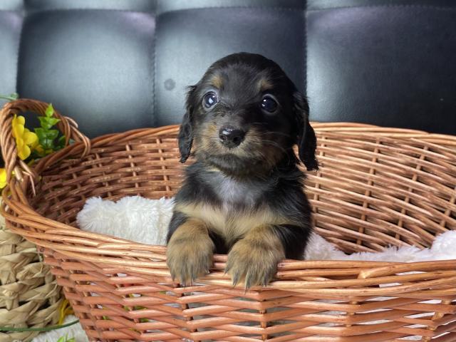 ミニチュアダックスフンドロング