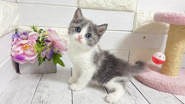 ミヌエット(長足)