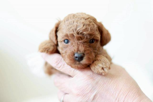 トイプードル