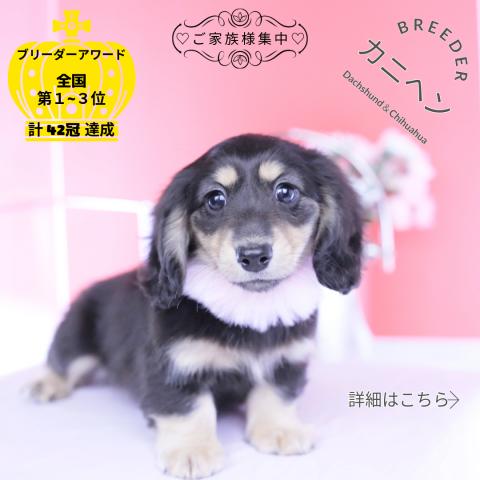 カニヘンダックスフンド　ロング