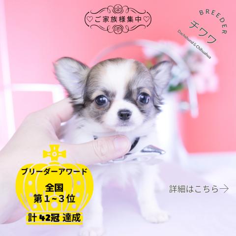チワワ ロング