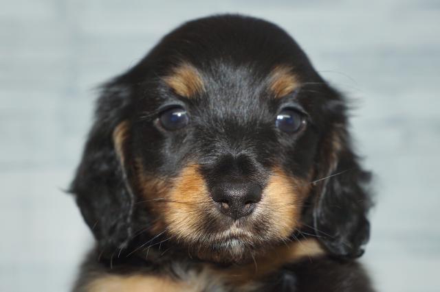 ミニチュアダックスフンド(260352)