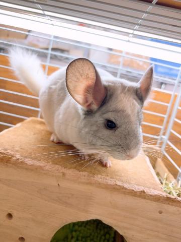 チンチラパイド