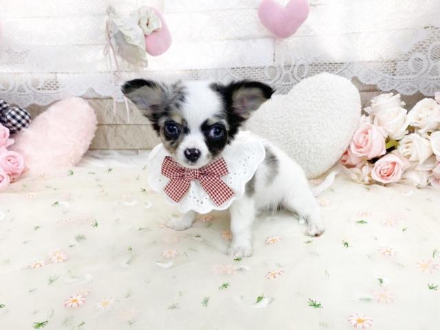 チワワ（ロングコート）