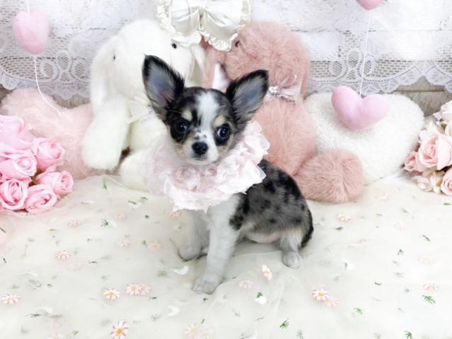 チワワ（ロングコート）