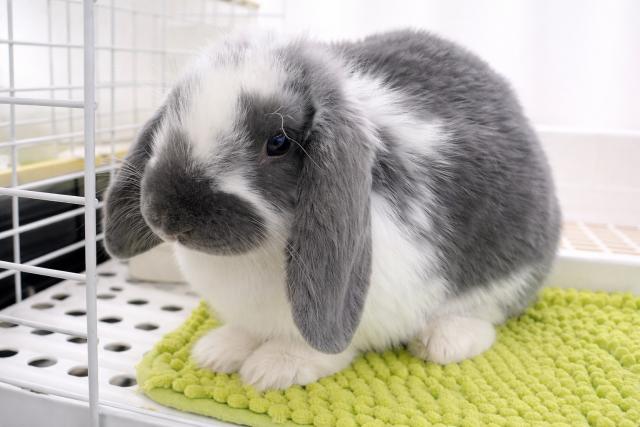 ドワーフロップ