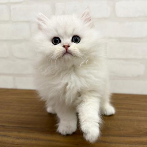 ペルシャ・ヒマラヤン