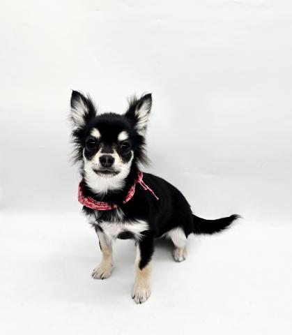 チワワ(ロングコート)