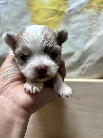 チワワ(ロングコート)