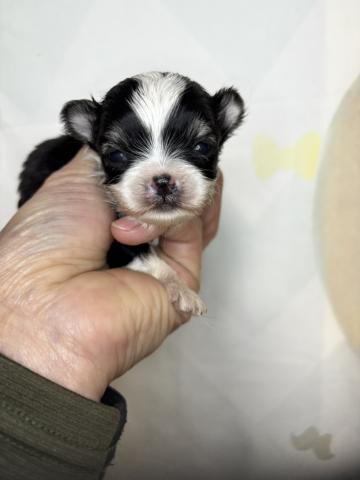 チワワ(ロングコート)