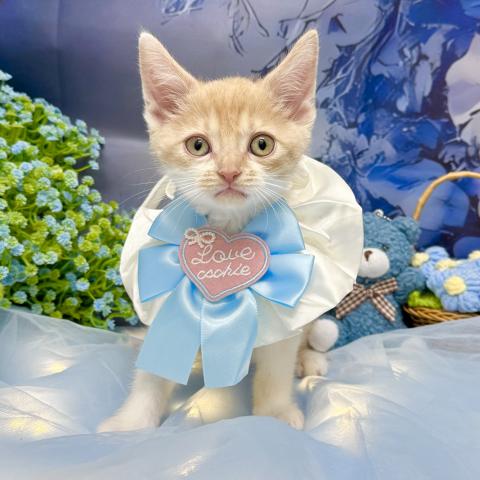 デボンレックス