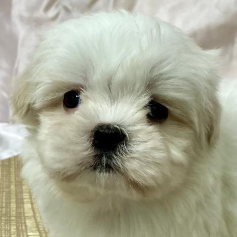 MIXマルチーズ×シーズー