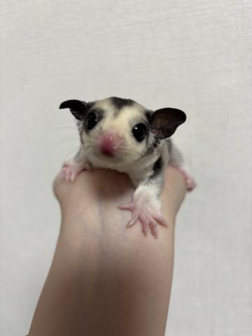 モザイクhetプラチナ