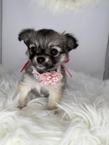 チワワ（ロングコート）