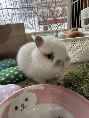 ネザーランドドワーフ