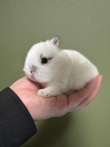 ネザーランドドワーフ