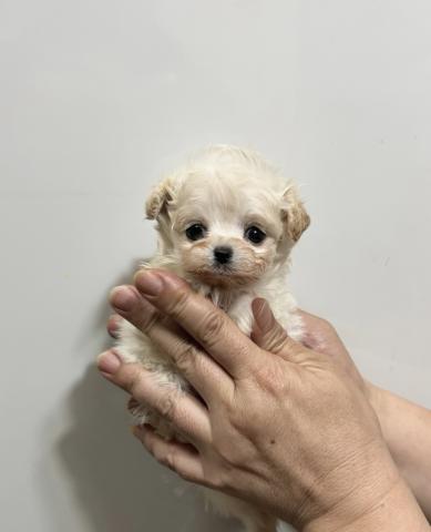 MIX❤️めっちゃ可愛いベビーです❤️