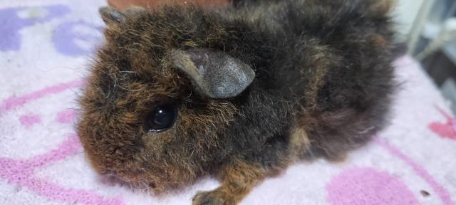 テディモルモット