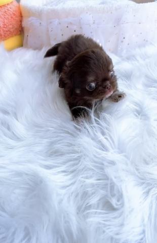 チワワ（ロングコート）