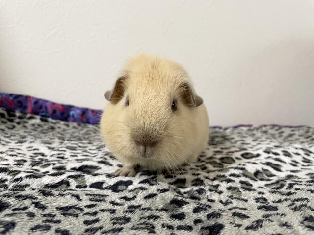 モルモット ロシアンスモークモルモット