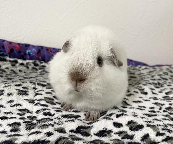 モルモット ロシアンスモークモルモット