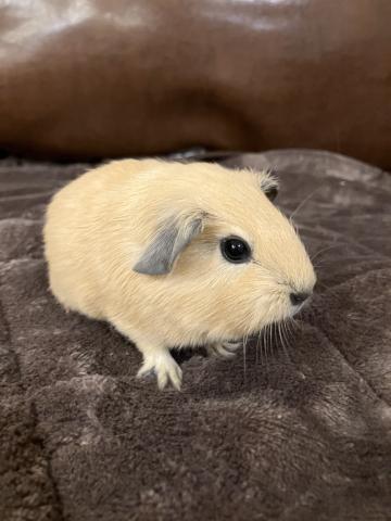 ロシアンスモークモルモット