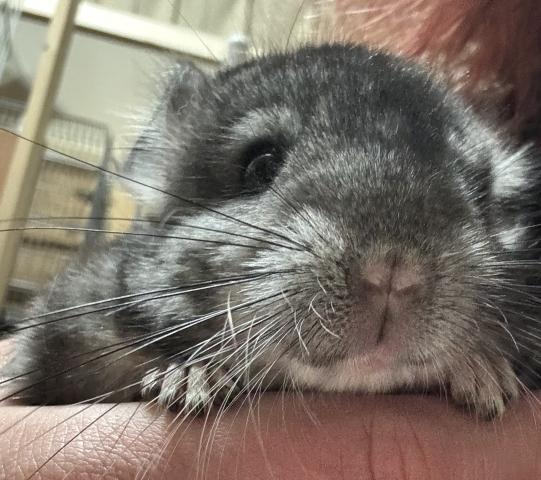 チンチラ　スタンダードグレーバイオレットキャリア