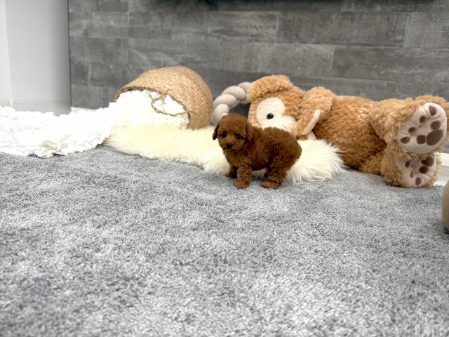 トイプードルTカップ（27）