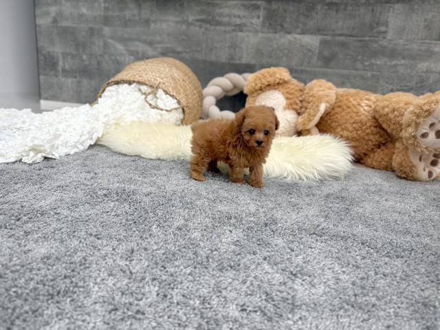 トイプードルTカップ（24）